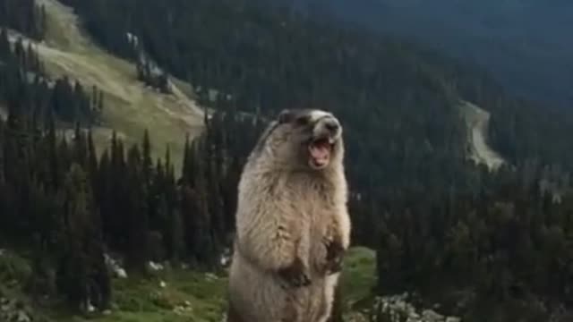Funny Animals #1