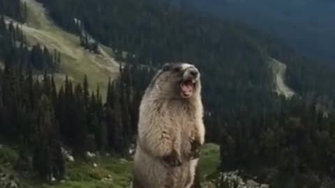 Funny Animals #1