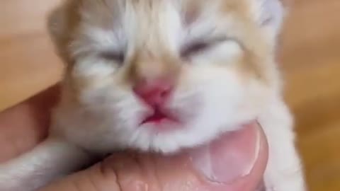 Just born cute baby cat