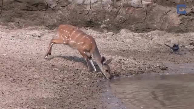 A deer with absurd reflexes to escape danger while drinking water