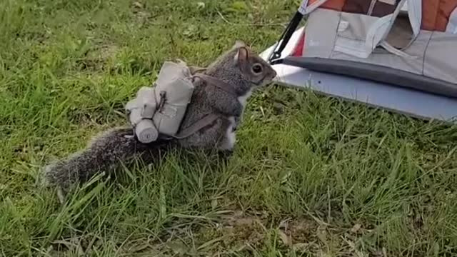 Camping Trip!
