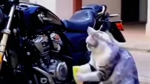 Funny cat work