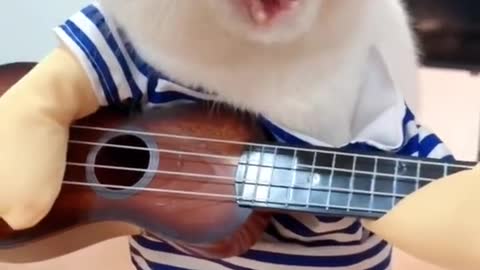 Cat Plays the guitar