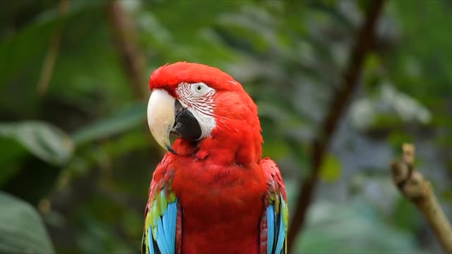 Cute Bird And His Big Lips