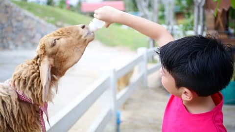 Asian boy with Sheep drinking milk from bottle