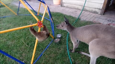 Adorable Baby Sloth meets Baby Kangaroo