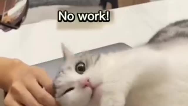 #cute cat#shorts