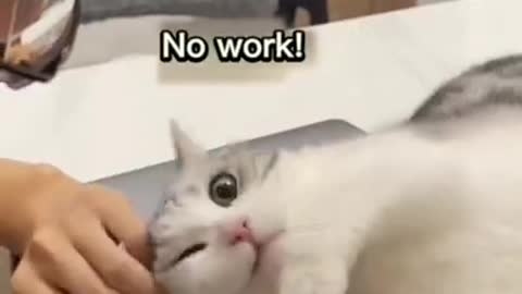 #cute cat#shorts