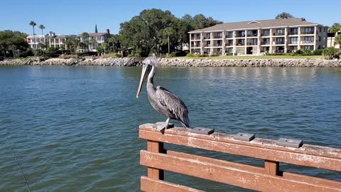 The Pelican at St.Simons Island Pier