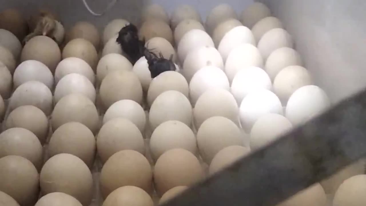 Local chicken hatching