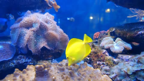 Beautify the Ocean