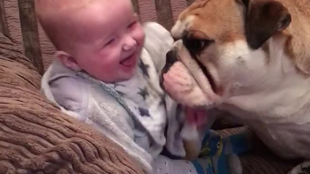 Gentle Bulldog Makes Baby Boy Laugh