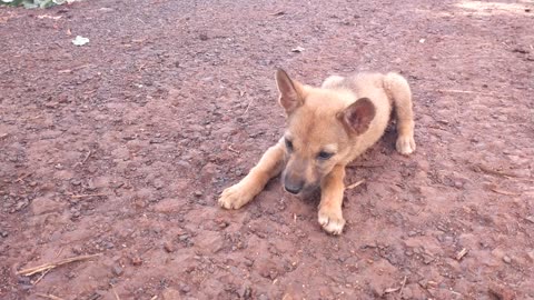 a funny little dog barking alone happily