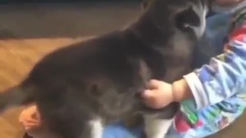 dog and baby's fun