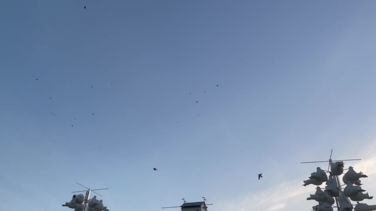 Purple martins in flight