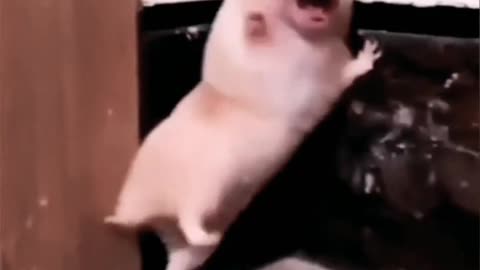 Funny animal video