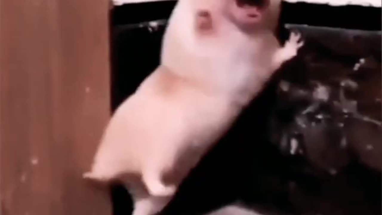 Funny animal video