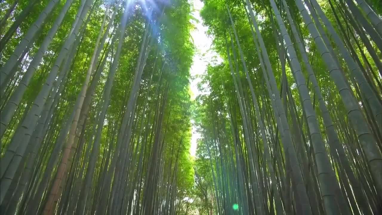 Bamboo forest beautiful sky