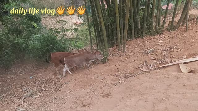 calves out off the farm