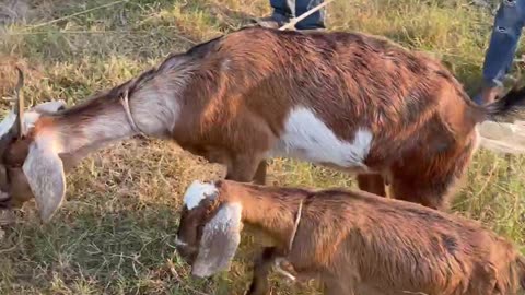 so cute goat and lovely baby goat