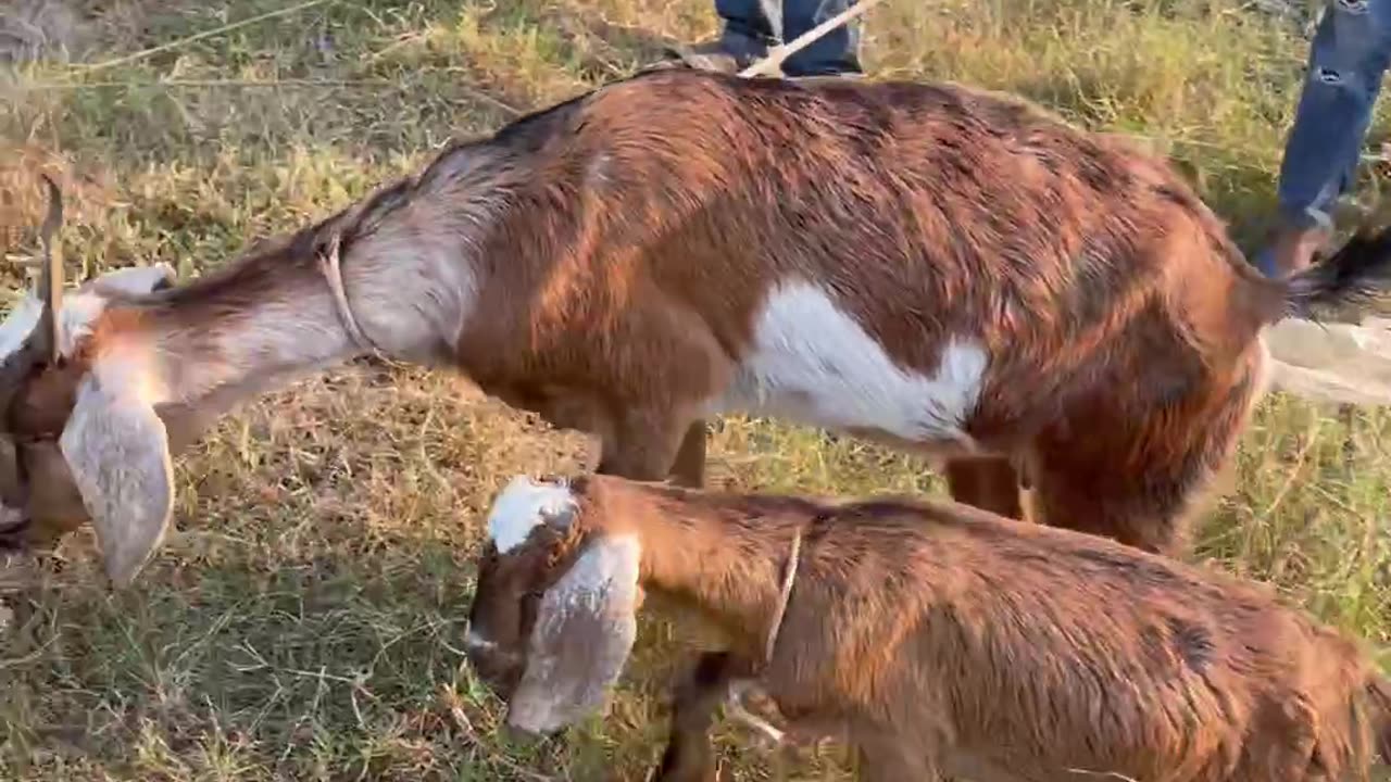 so cute goat and lovely baby goat