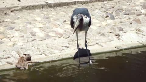 maribu kills springbok at madrid zoo