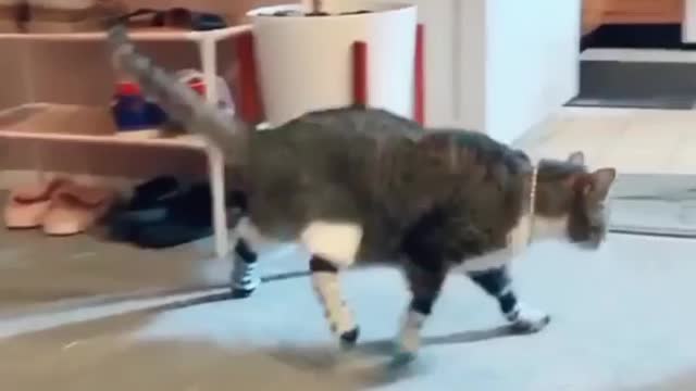 Cat wearing socks first time 😻😻