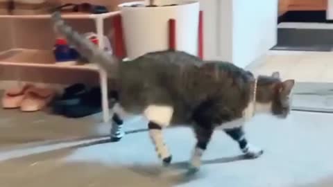 Cat wearing socks first time 😻😻