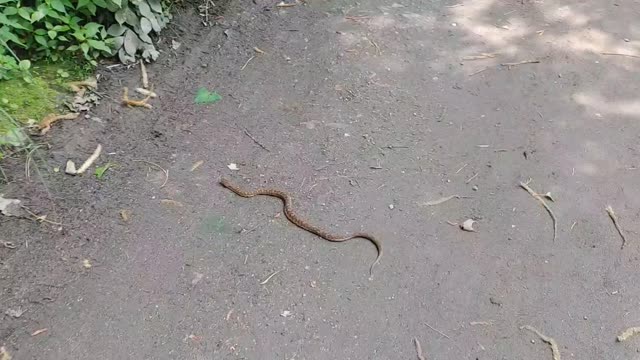 Meet a wild baby snake while hiking.