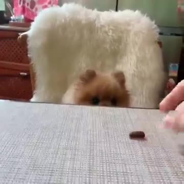 The little puppy eats chocolate in an exciting way