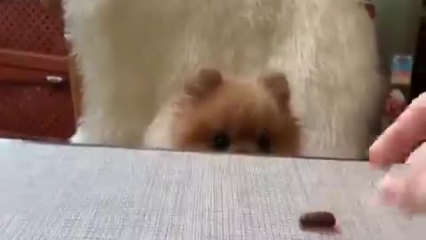 The little puppy eats chocolate in an exciting way