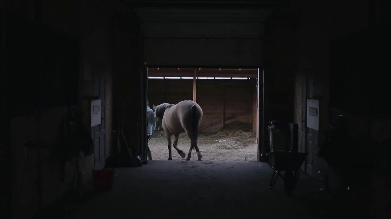 Back view of a girl leading a horse out of the stall