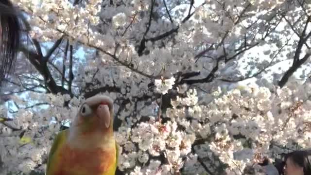 Cherry blossom viewing parrot