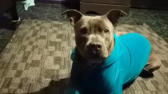 Cute dog in a sweater
