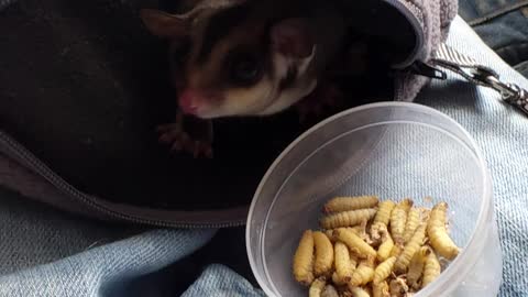 Lola the sugar glider loves waxworms