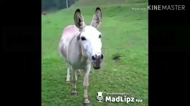 Here are some funny animal videos (laughs) really gokill....let's hold on laughing for a few minutes