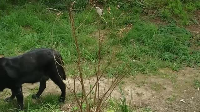 Strong Older Lab not Intimidated by Territorial Mockingbird