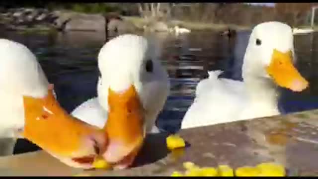 Ducks enjoying corn