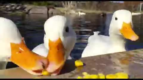 Ducks enjoying corn