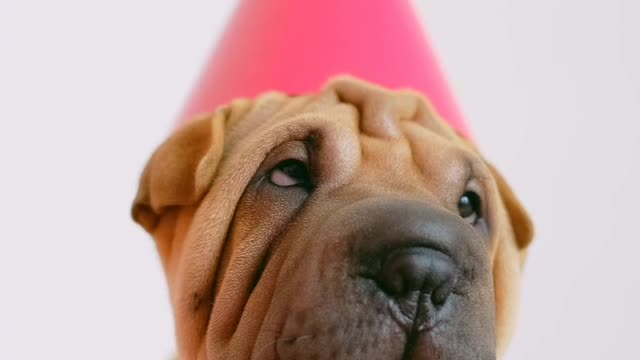 Cute puppy
