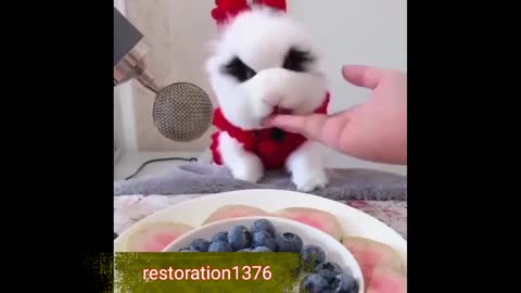 My rabbit is a food tester