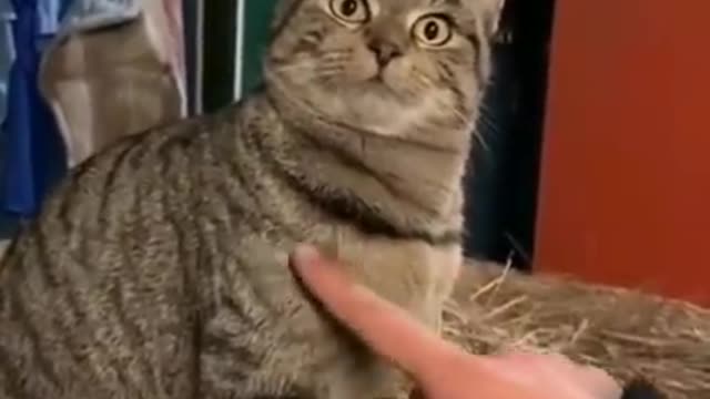 OMG Cute Cats Doing Funny Things Funniest Cats Video Cute Cats #cats #cu