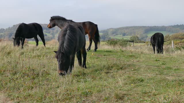 Two Horses Eating Grass