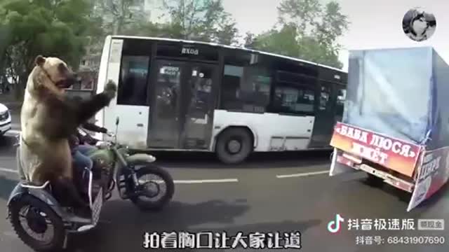 Driving bear around as a pet