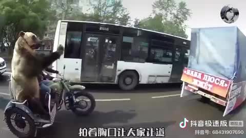 Driving bear around as a pet