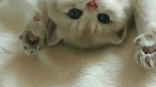 Cats and dogs _ cats meowing _ cats funny videos #shorts