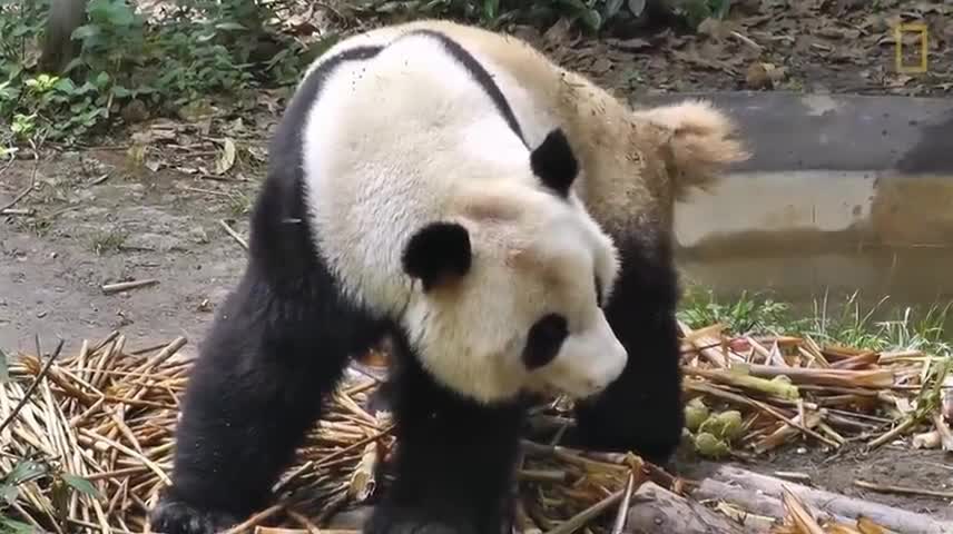 What Do Giant Pandas Do When They're Not Eating?