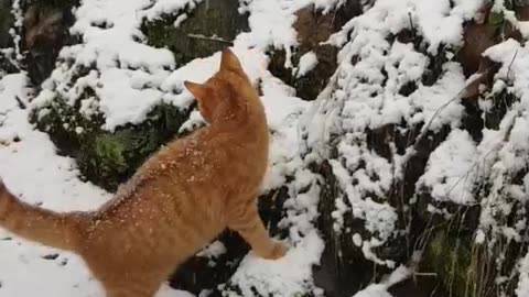 Simba the Gingercat starts to enjoy the snow | But he is still moving very weird getting