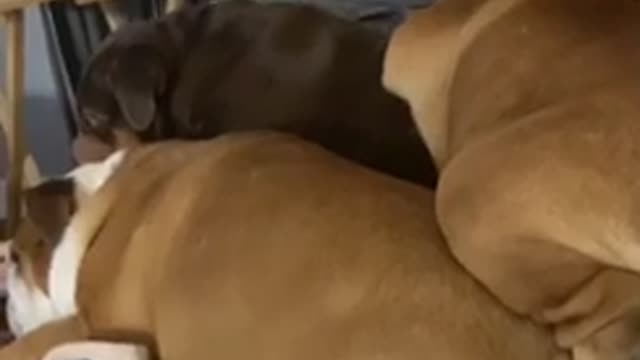 Bulldog Squishes Siblings