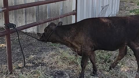 Halter Training Has Begun